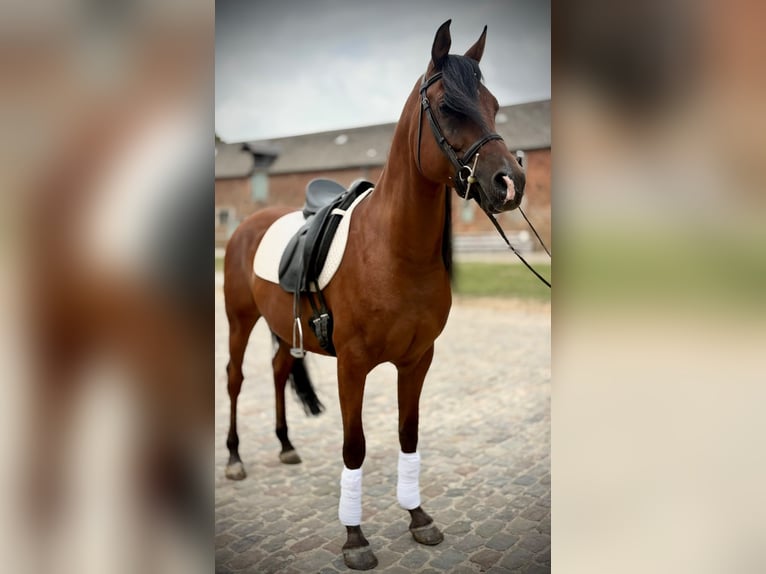 Egyptische Arabier Ruin 7 Jaar 147 cm Bruin in Eghezee