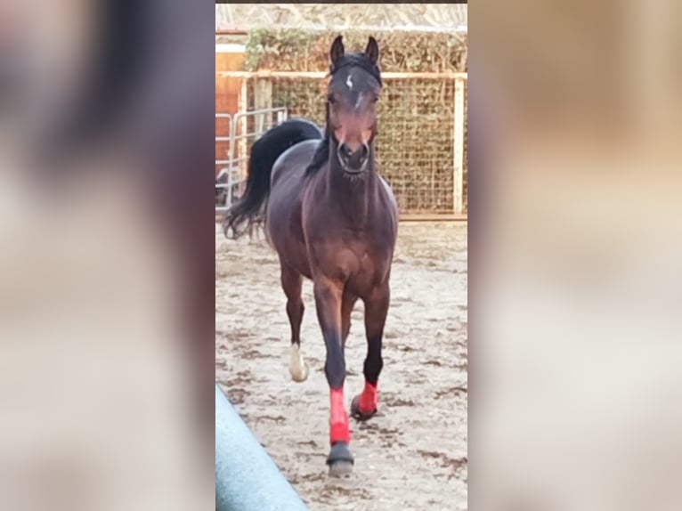 Egyptische Arabier Ruin 7 Jaar 150 cm Bruin in Pietrasanta