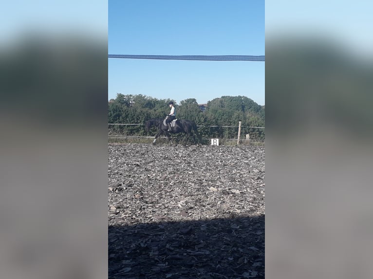 Ehrgeizige Reiterin sucht Dressurpferd als Reitbeteiligung 