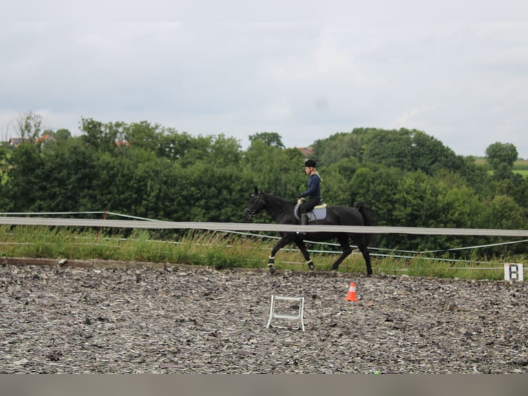 Ehrgeizige Reiterin sucht Dressurpferd als Reitbeteiligung 