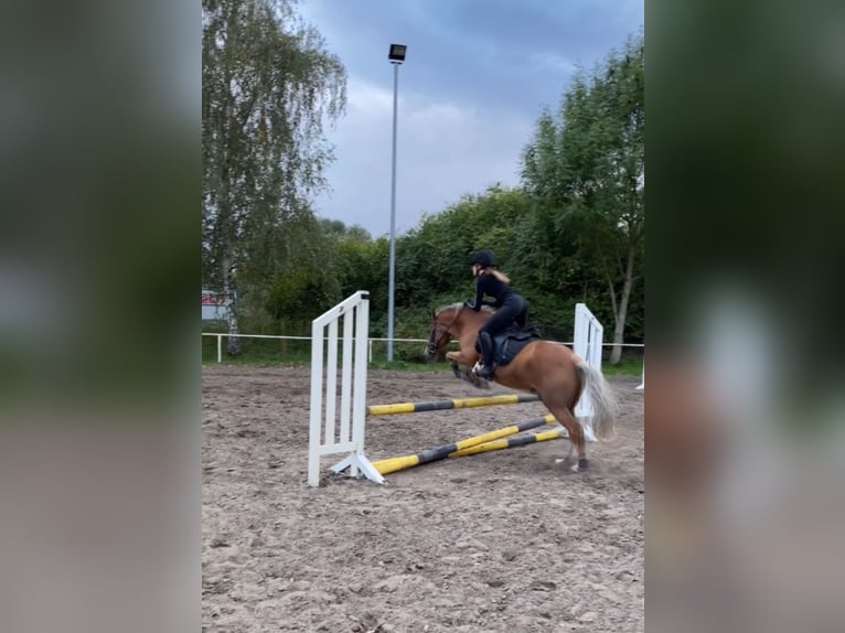 Ehrgeizige Reiterin sucht Reitbeteiligung  Ehrgeizige Reiterin sucht Reitbeteiligung