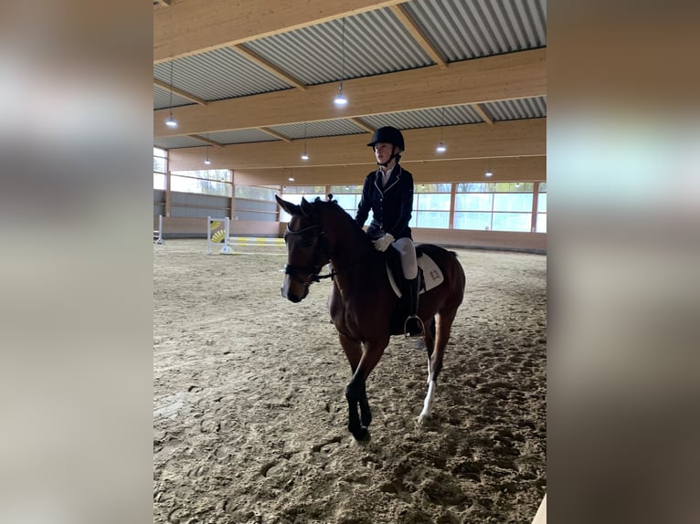 Ehrgeizige Reiterin sucht Reitbeteiligung  Ehrgeizige Reiterin sucht Reitbeteiligung