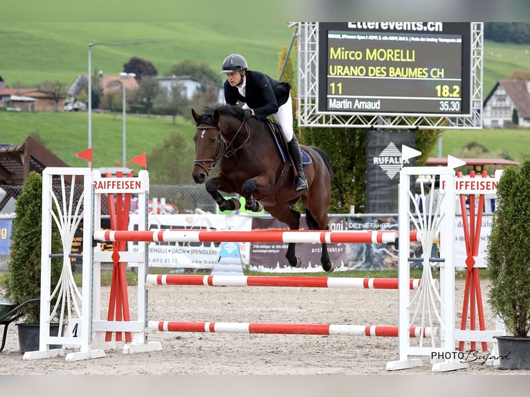 Einsiedler Castrone 10 Anni 165 cm Baio in Prez-vers-Noréaz