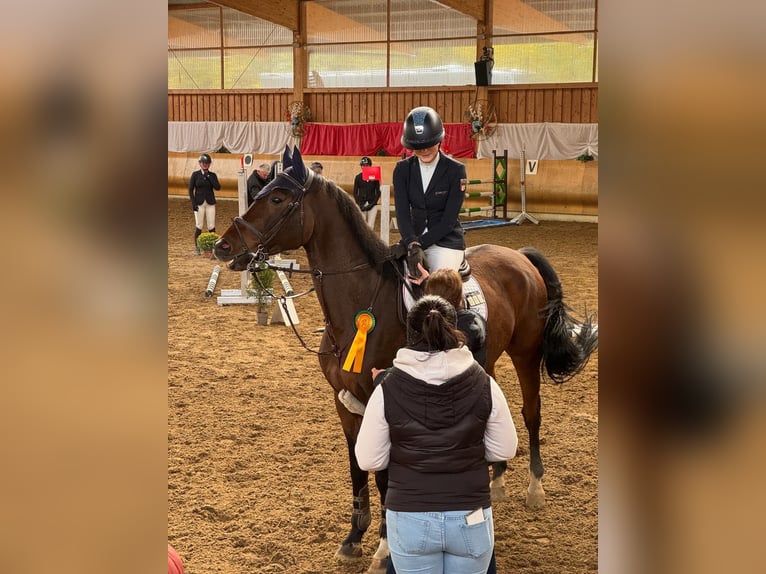 Einsiedler Castrone 10 Anni 168 cm Baio in Ulm