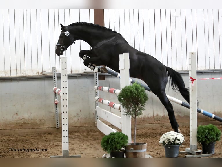 Einsiedler Castrone 10 Anni 168 cm Baio scuro in Fehraltorf