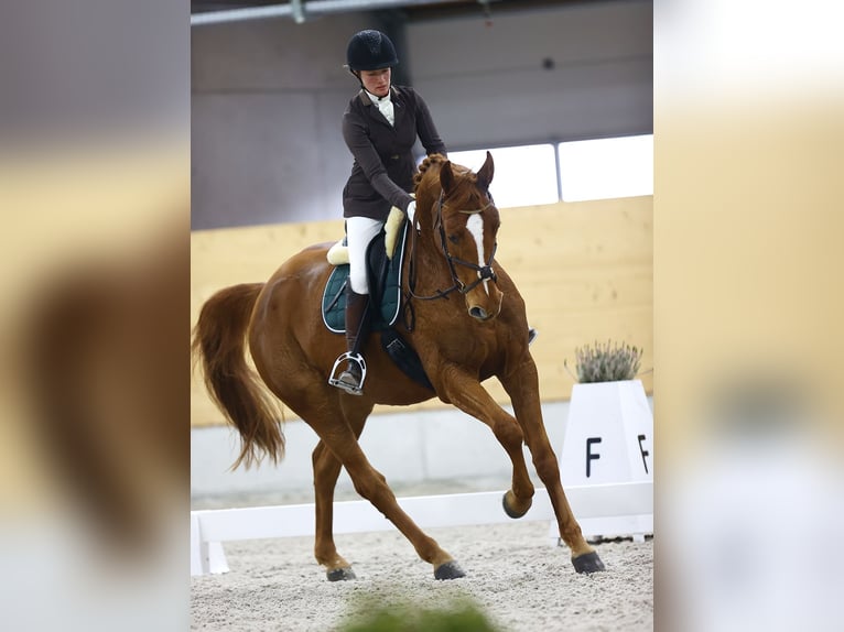 Einsiedler Castrone 10 Anni Sauro in Ettiswil