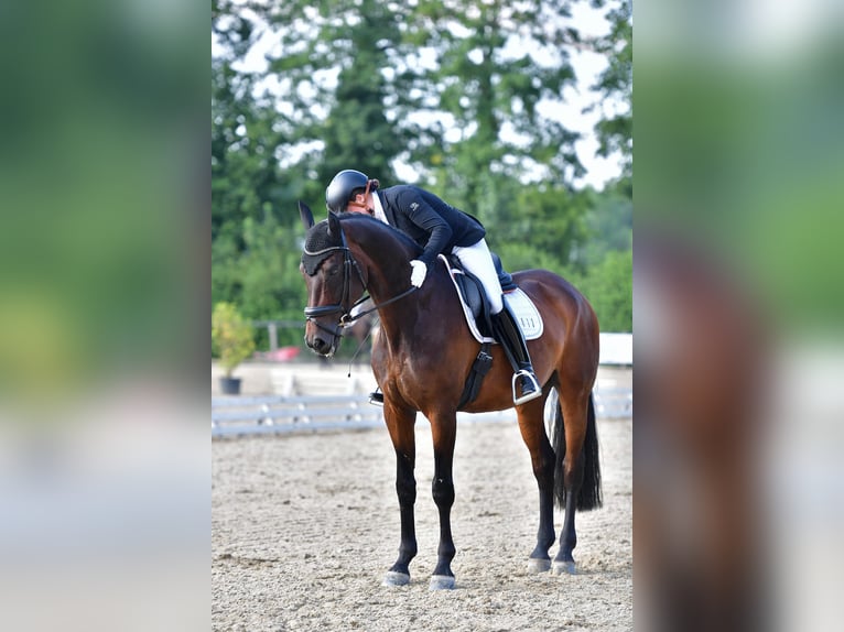 Einsiedler Castrone 11 Anni 178 cm Baio in Itingen