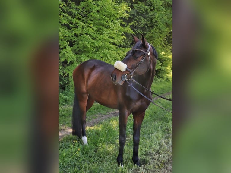 Einsiedler Castrone 12 Anni 165 cm Baio in Belp