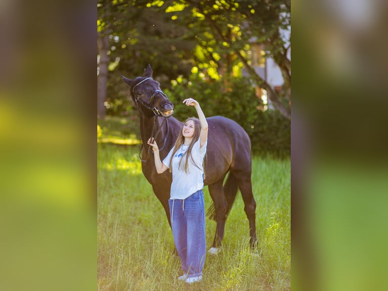 Einsiedler Castrone 12 Anni 168 cm Baio scuro in Frauenfeld