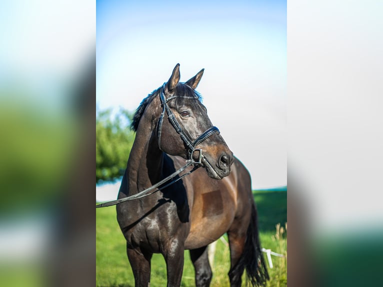 Einsiedler Castrone 12 Anni 168 cm Baio scuro in Frauenfeld