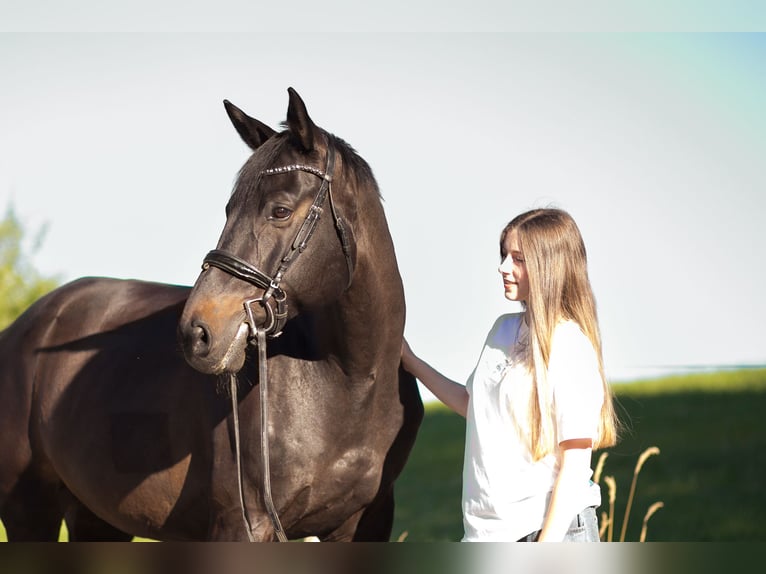 Einsiedler Castrone 12 Anni 168 cm Baio scuro in Frauenfeld