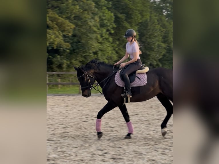 Einsiedler Castrone 12 Anni 168 cm Baio scuro in Frauenfeld