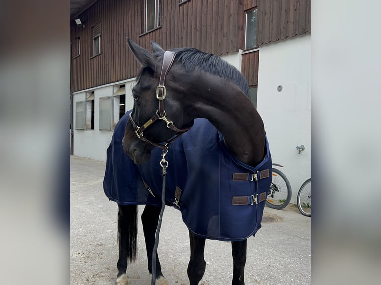 Einsiedler Castrone 12 Anni 168 cm Baio scuro in Frauenfeld