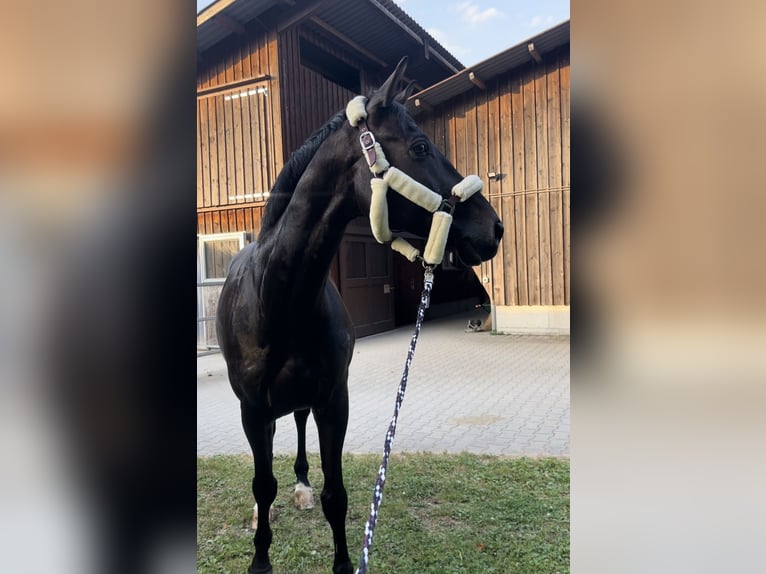 Einsiedler Castrone 12 Anni 168 cm Baio scuro in Frauenfeld