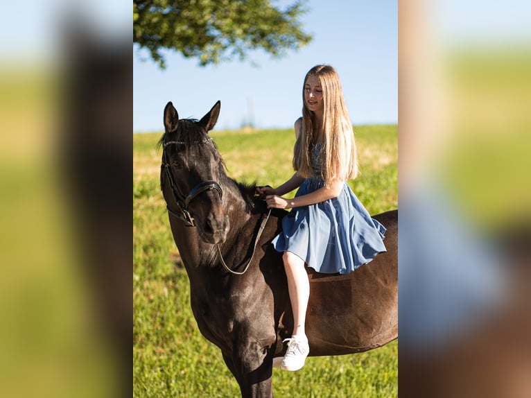 Einsiedler Castrone 12 Anni 168 cm Baio scuro in Frauenfeld