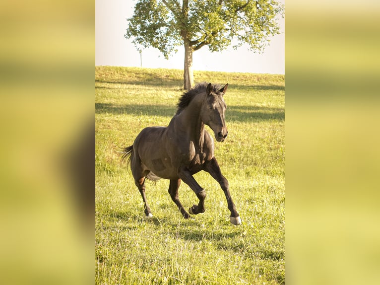 Einsiedler Castrone 12 Anni 168 cm Baio scuro in Frauenfeld
