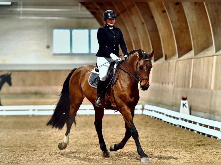 Einsiedler Castrone 12 Anni 172 cm Baio in Säriswil
