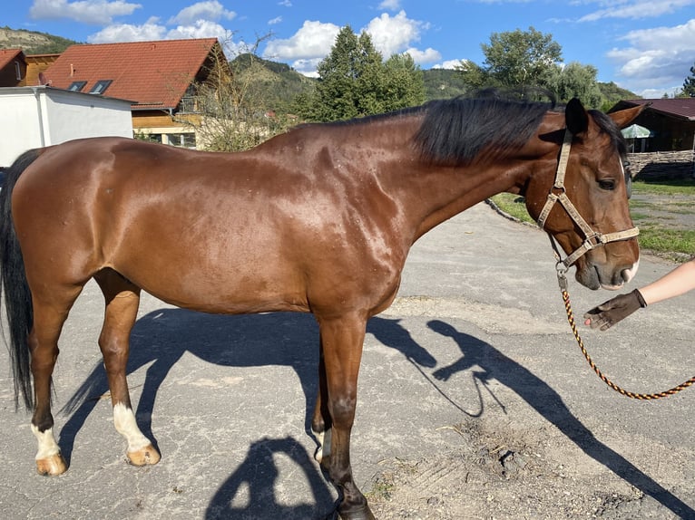 Einsiedler Castrone 13 Anni 168 cm Baio in Jena