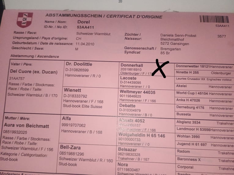Einsiedler Castrone 15 Anni 169 cm Morello in Altlußheim