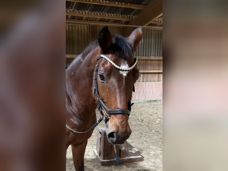 Einsiedler Castrone 17 Anni 163 cm Baio in Freiensteinau