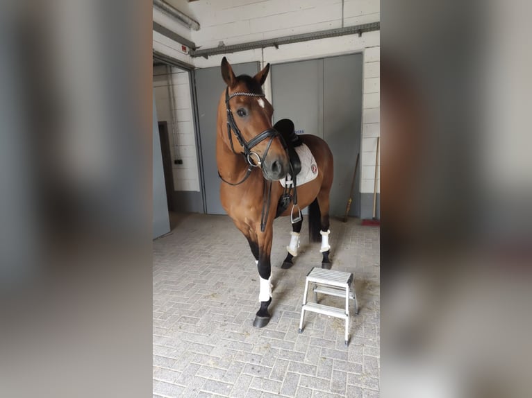 Einsiedler Castrone 17 Anni 163 cm Baio in Freiensteinau