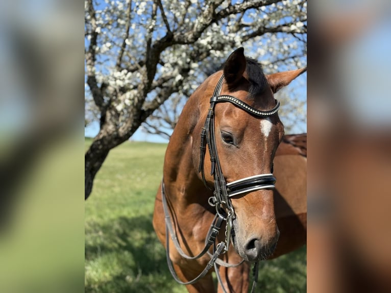 Einsiedler Castrone 17 Anni 163 cm Baio in Freiensteinau