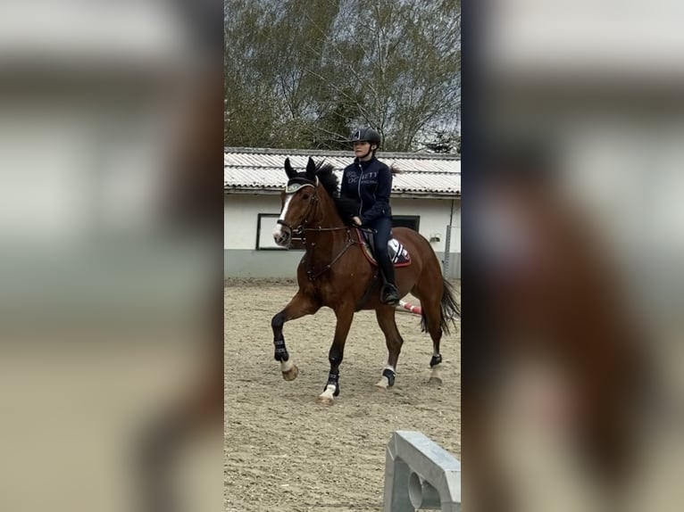 Einsiedler Castrone 17 Anni 175 cm Baio in Dielsdorf