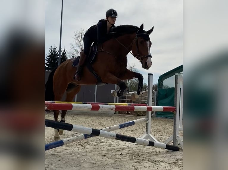 Einsiedler Castrone 17 Anni 175 cm Baio in Dielsdorf