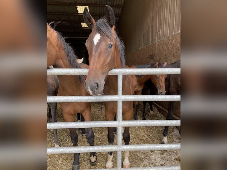 Einsiedler Castrone 3 Anni 165 cm Baio in Dettighofen