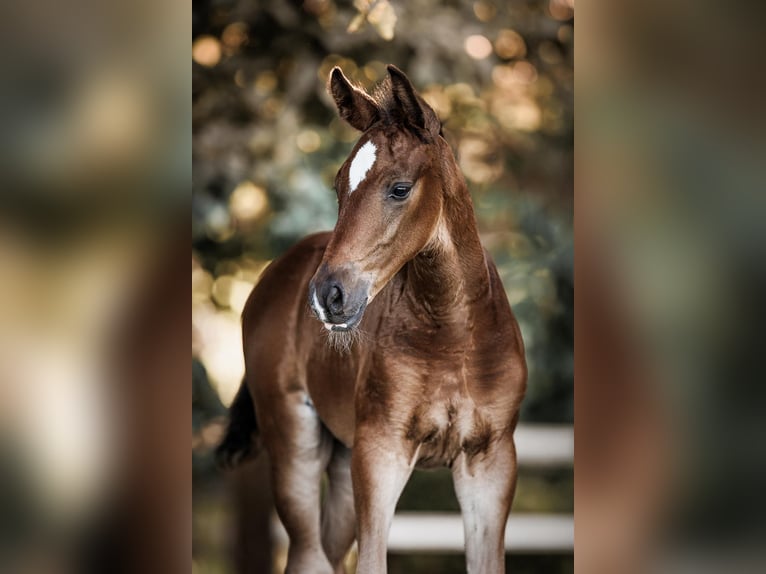 Einsiedler Castrone 3 Anni 165 cm Baio in Dettighofen