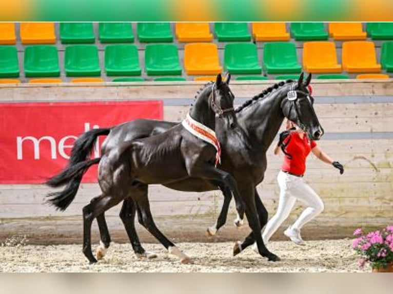 Einsiedler Castrone 3 Anni 168 cm Baio scuro in Ossingen