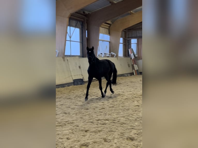 Einsiedler Castrone 3 Anni 170 cm Baio nero in Balingen