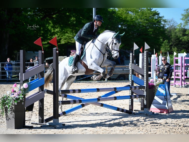 Einsiedler Castrone 4 Anni 166 cm Grigio in Pfeffingen