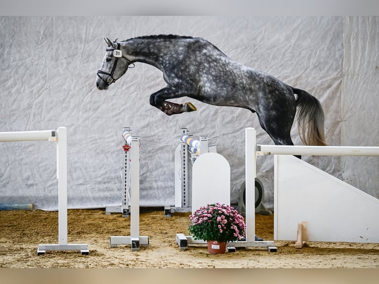 Einsiedler Castrone 4 Anni 168 cm Grigio in Pfeffingen