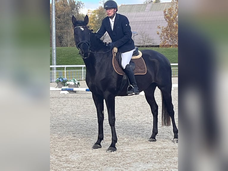 Einsiedler Castrone 4 Anni 171 cm Baio scuro in Schwarzenburg