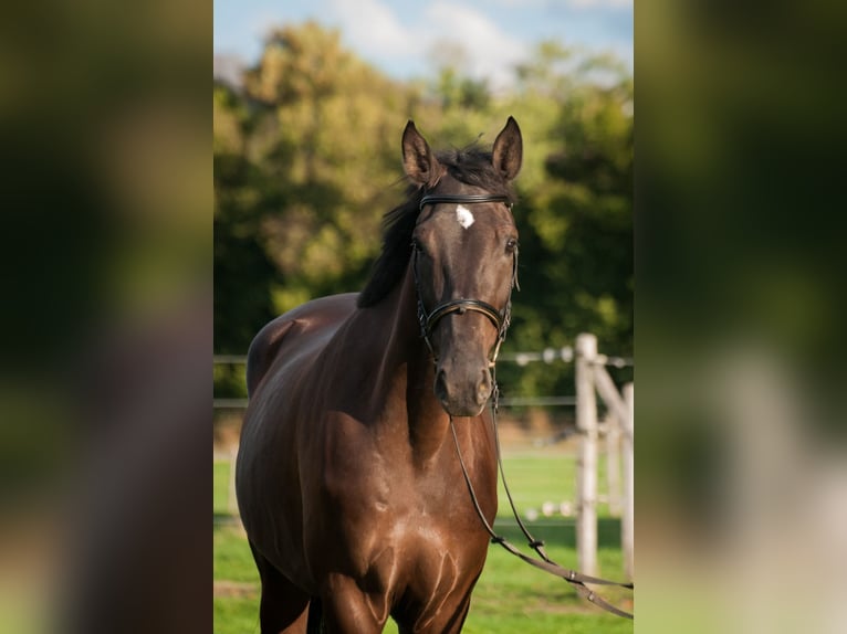 Einsiedler Castrone 4 Anni 171 cm Baio scuro in Schwarzenburg