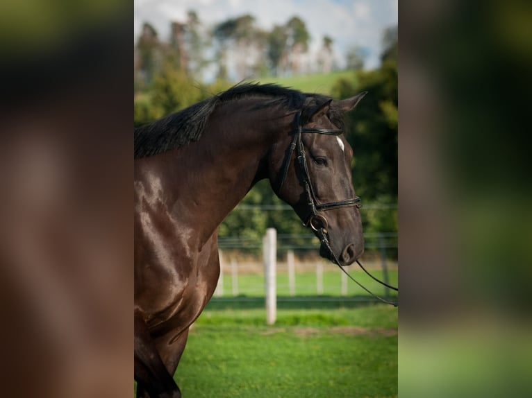 Einsiedler Castrone 4 Anni 171 cm Baio scuro in Schwarzenburg