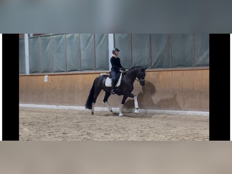 Einsiedler Castrone 4 Anni 173 cm Morello in Deitingen