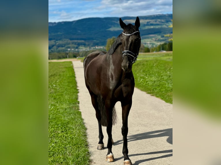 Einsiedler Castrone 4 Anni 173 cm Morello in Deitingen