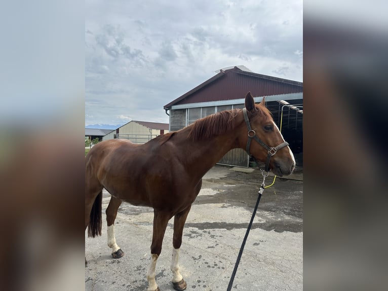 Einsiedler Castrone 5 Anni 165 cm Sauro in Pampigny