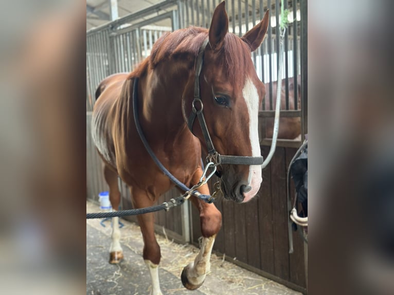 Einsiedler Castrone 5 Anni 165 cm Sauro in Pampigny