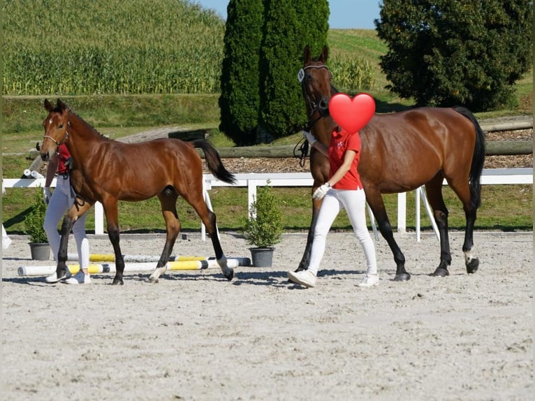 Einsiedler Castrone 5 Anni 175 cm Baio in Rohrbachgraben