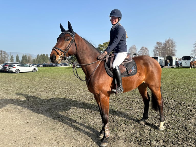 Einsiedler Castrone 5 Anni Baio in Oberriet SG