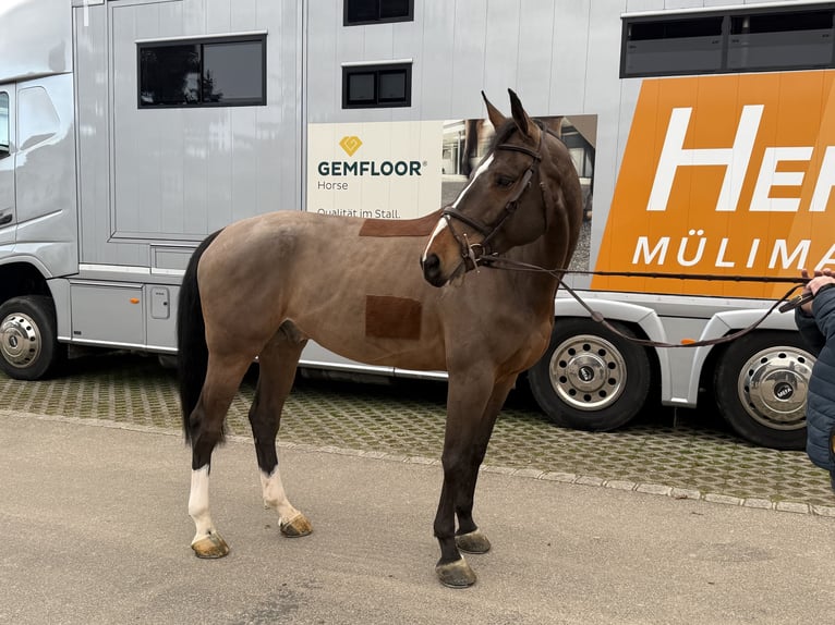 Einsiedler Castrone 6 Anni 169 cm Baio in Bad Säckingen