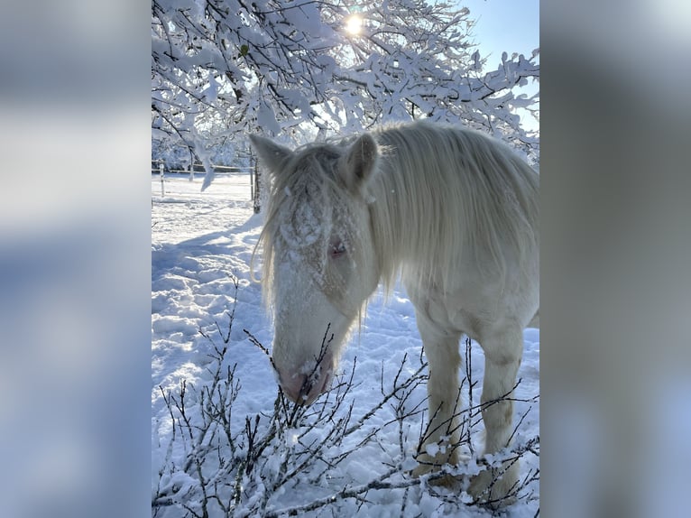Einsiedler Mix Castrone 7 Anni 140 cm Cremello in Niederhasli