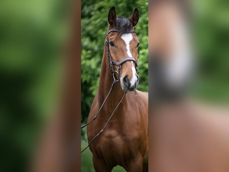 Einsiedler Castrone 7 Anni 166 cm Baio in Laufen