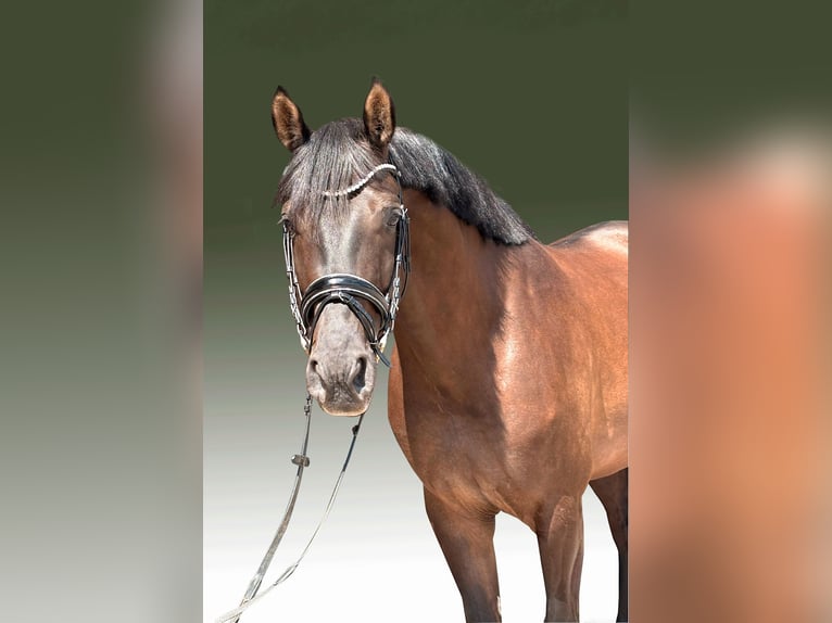 Einsiedler Castrone 8 Anni 169 cm in Herford