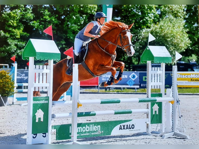 Einsiedler Castrone 8 Anni 178 cm Sauro in Marbach SG