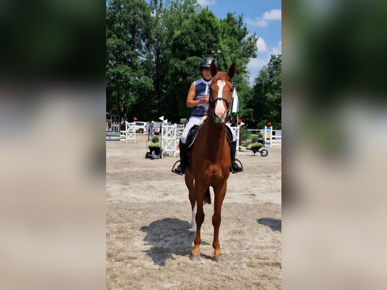 Einsiedler Castrone 8 Anni 178 cm Sauro in Marbach SG