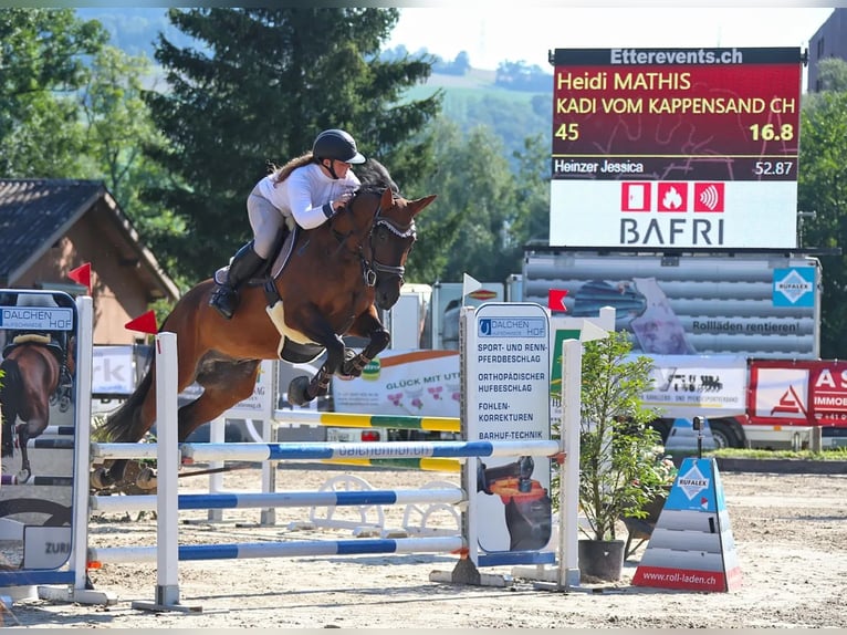 Einsiedler Castrone 9 Anni 165 cm Baio in Ennetmoos